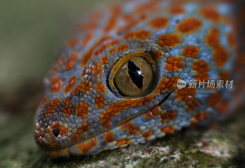 壁虎(Gekko gecko)